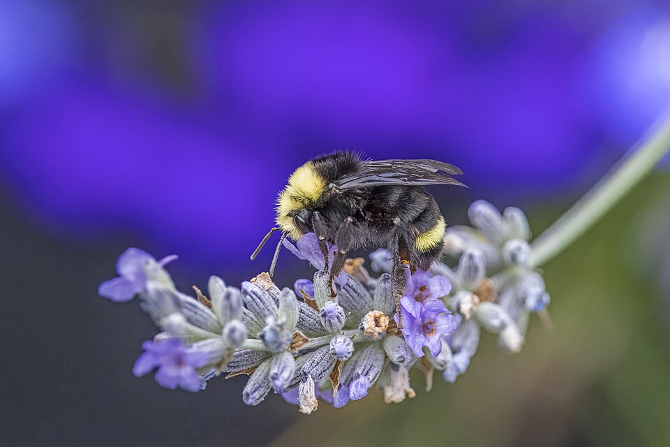 Photo of Yellow-faced bumblebee