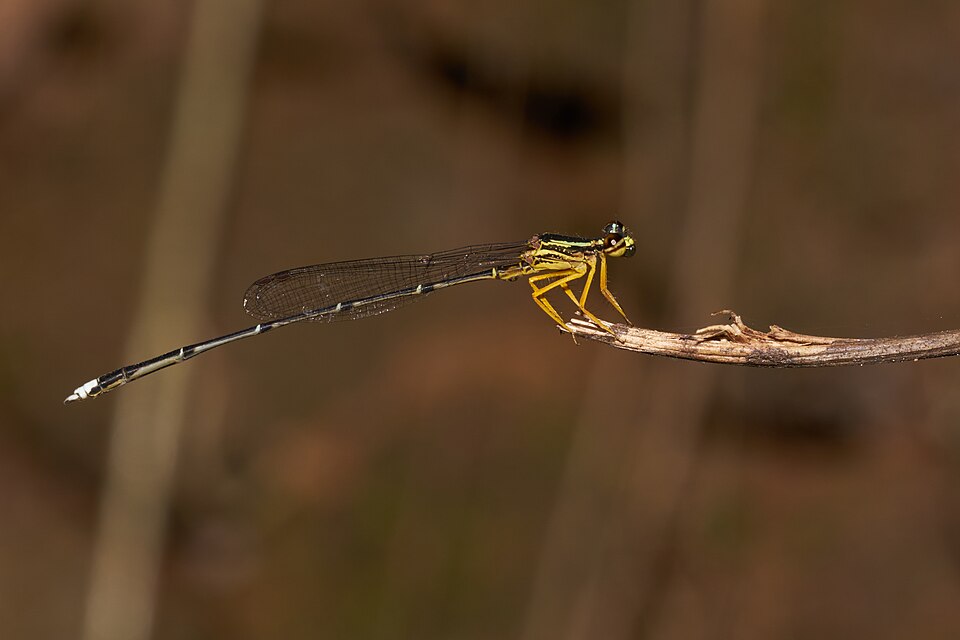 Photo of Yellow featherlegs