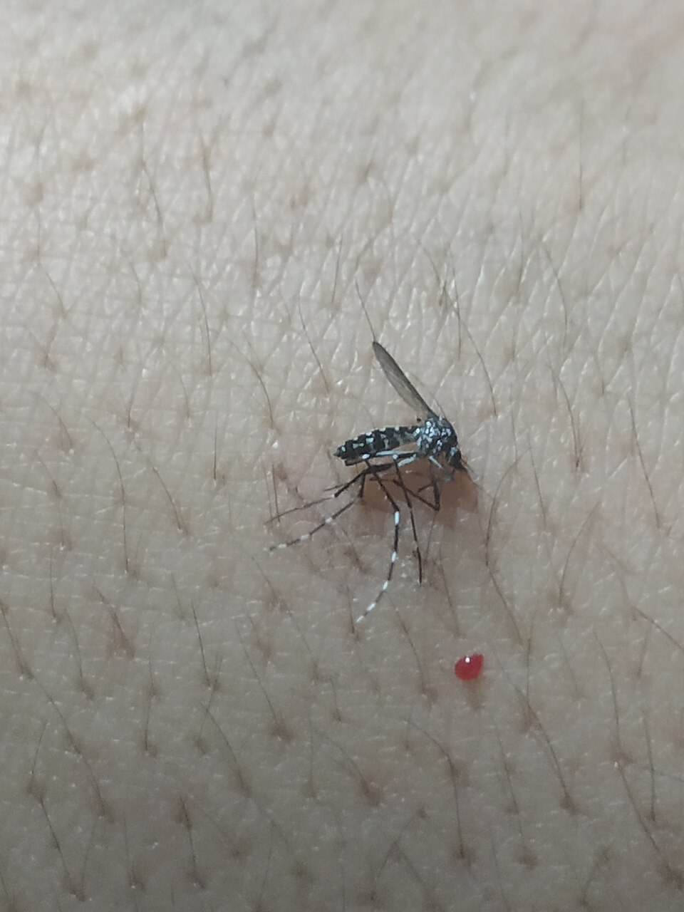 Photo of Yellow fever mosquito