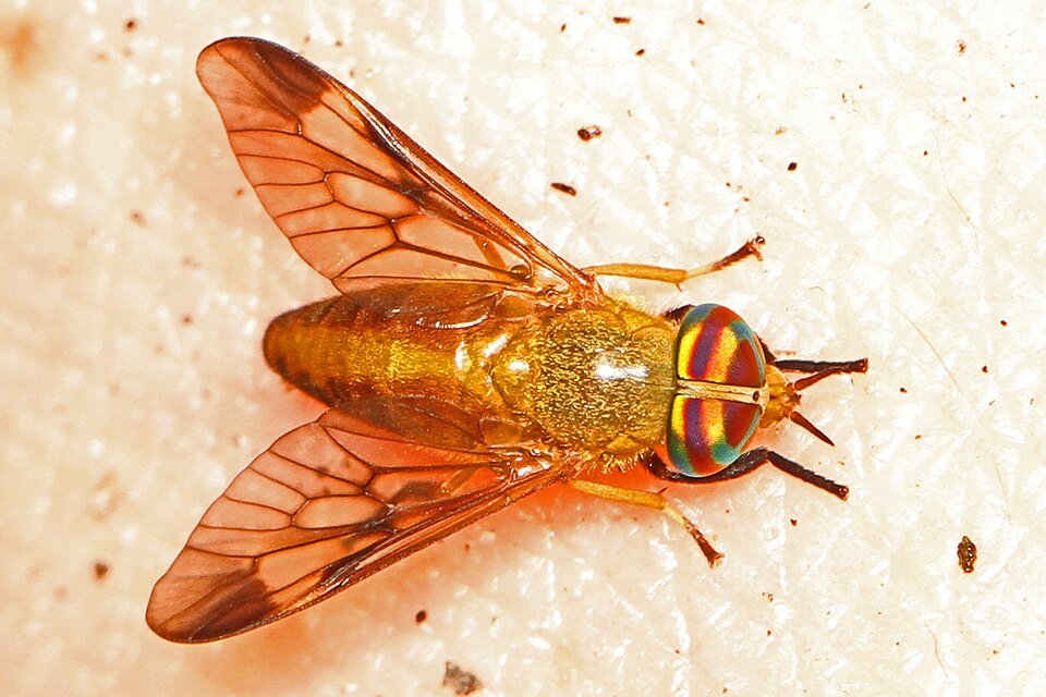 Photo of Yellow fly of the Dismal Swamp