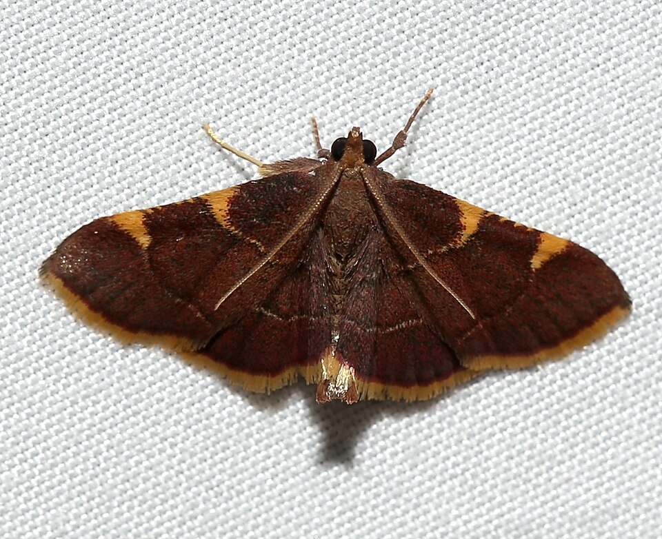 Photo of Yellow-fringed dolichomia moth