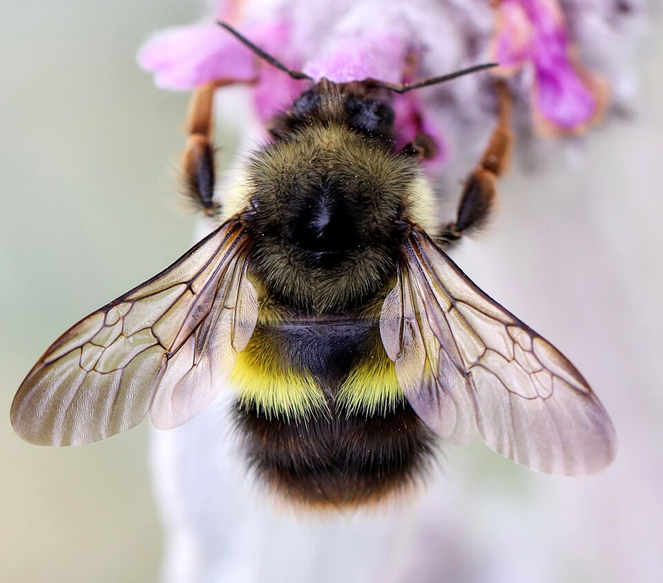 Photo of Yellow-fronted bumble bee