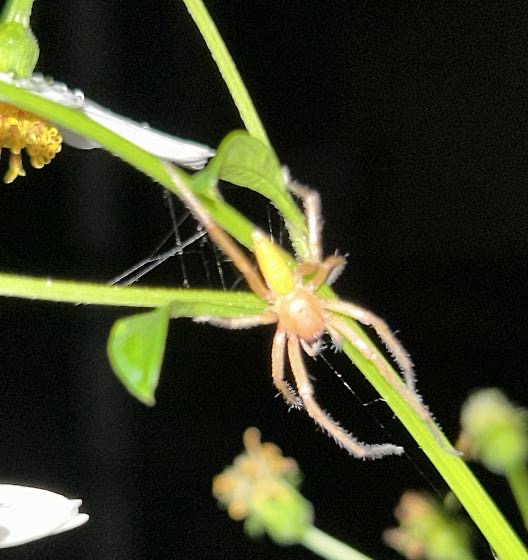 Photo of Yellow ghost spider