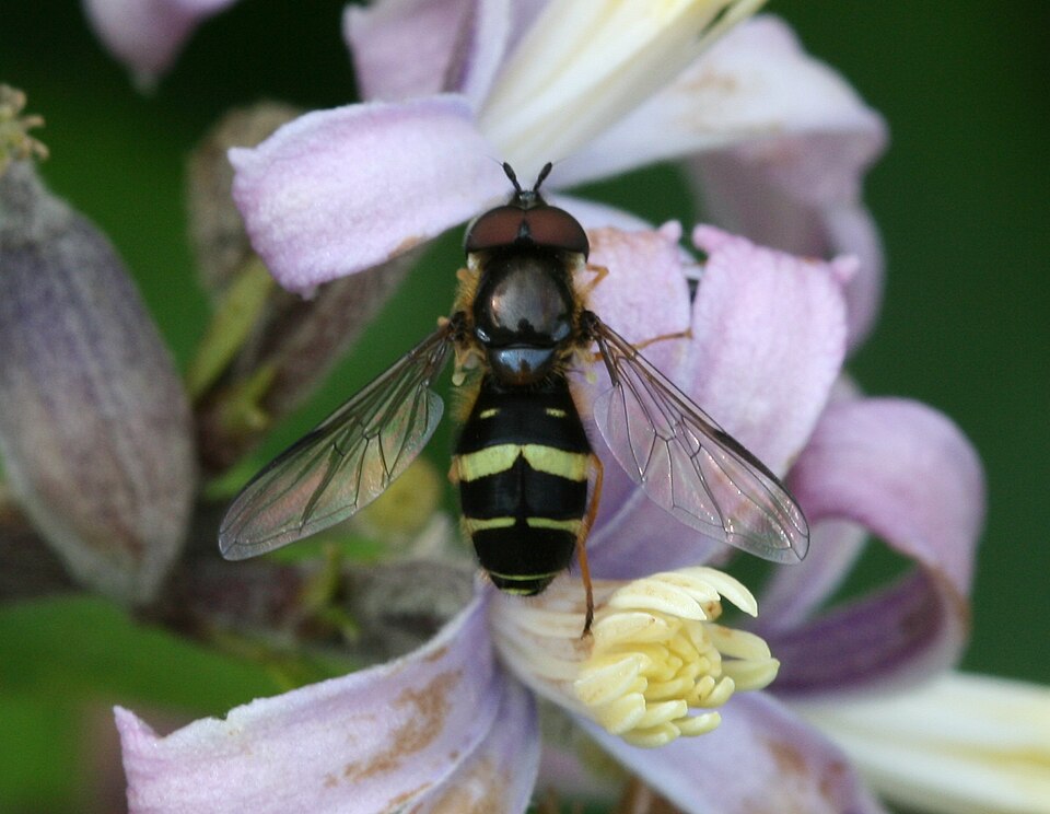 Photo of Yellow-girdled brusheye