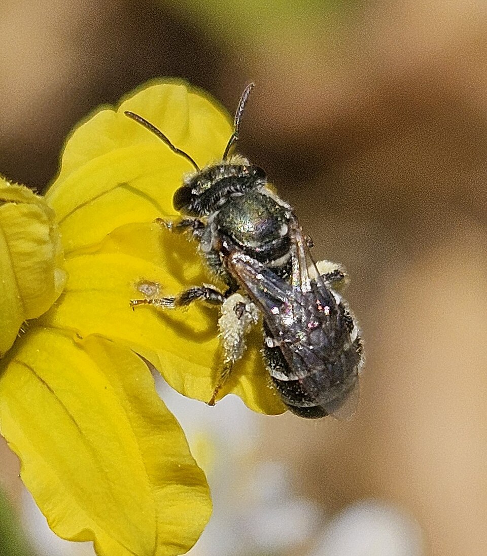 Photo of Yellow-green austral-nomia