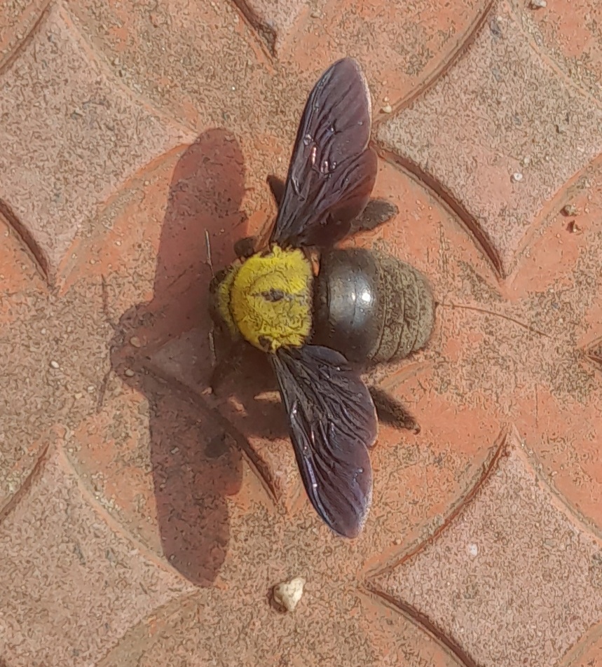 Photo of Yellow-headed carpenter