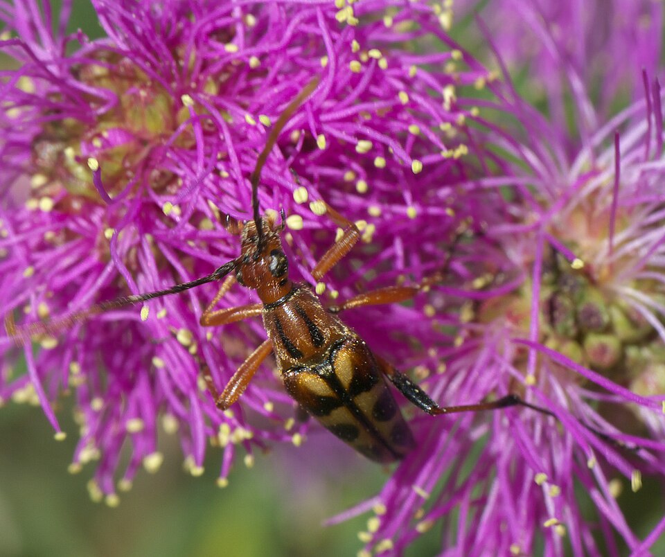 Photo of Yellow-horned flower longhorn beetle
