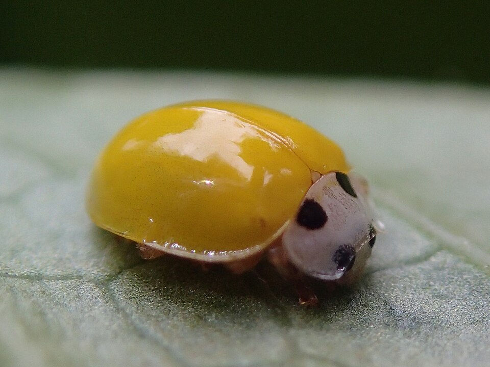 Photo of Yellow ladybird beetle
