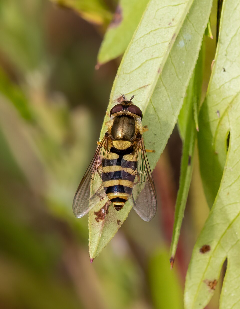 Photo of Yellow-legged flower fly