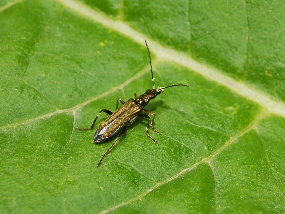 Photo of Yellow-legged thick-legged flower beetle