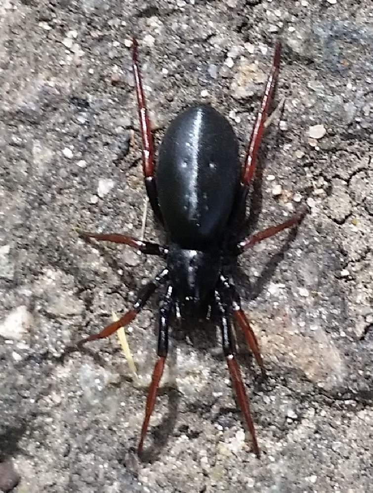 Photo of Yellow-legged zipper spider