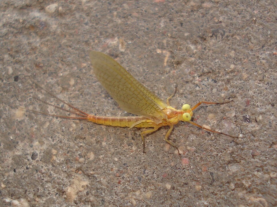 Photo of Yellow mayfly