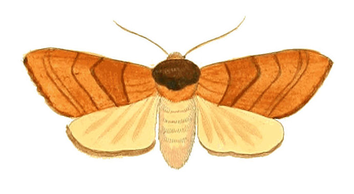 Photo of Yellow-necked caterpillar moth