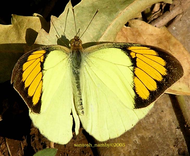Photo of Yellow orange tip