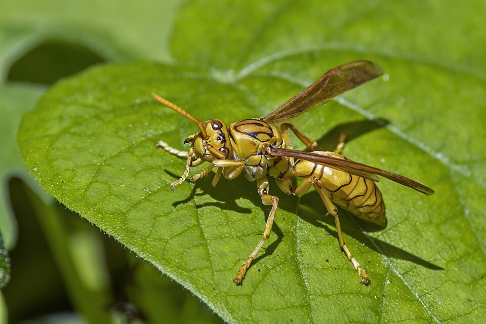 Photo of Yellow oriental paper wasp