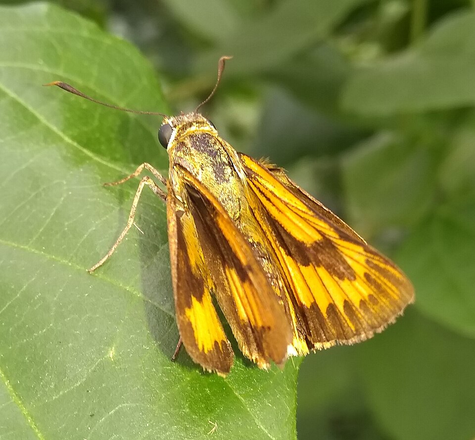 Photo of Yellow palm dart
