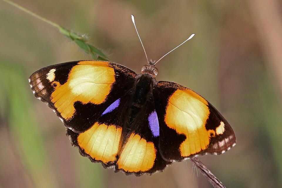 Photo of Yellow pansy