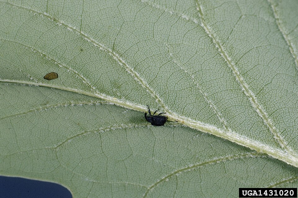 Photo of Yellow poplar weevil