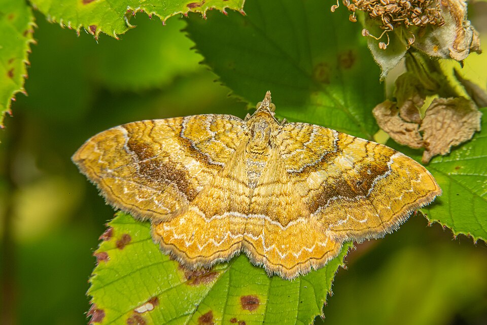 Photo of Yellow shell moth