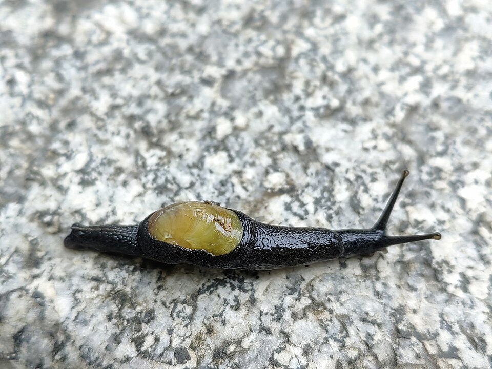 Photo of Yellow-shelled semi-slug