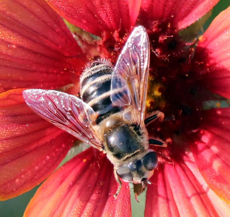 Photo of Yellow-shouldered drone fly
