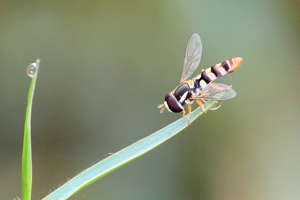 Photo of Yellow-shouldered hover fly