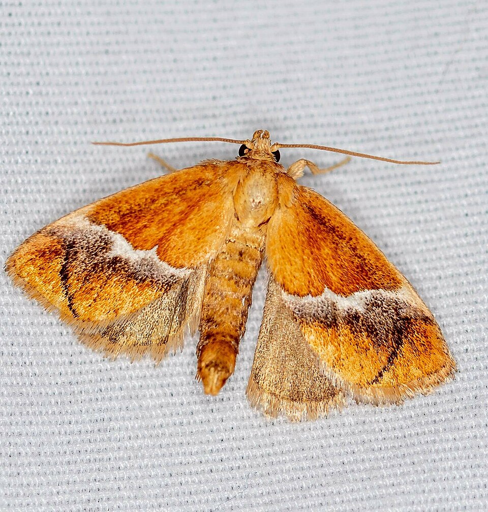 Photo of Yellow-shouldered slug moth