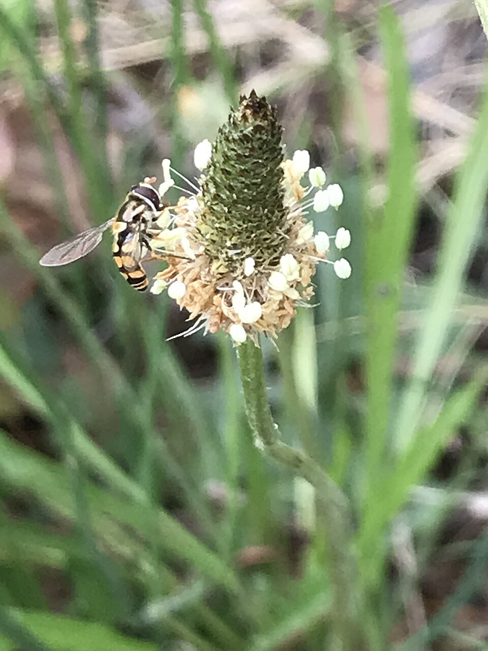 Photo of Yellow-shouldered stout hover fly