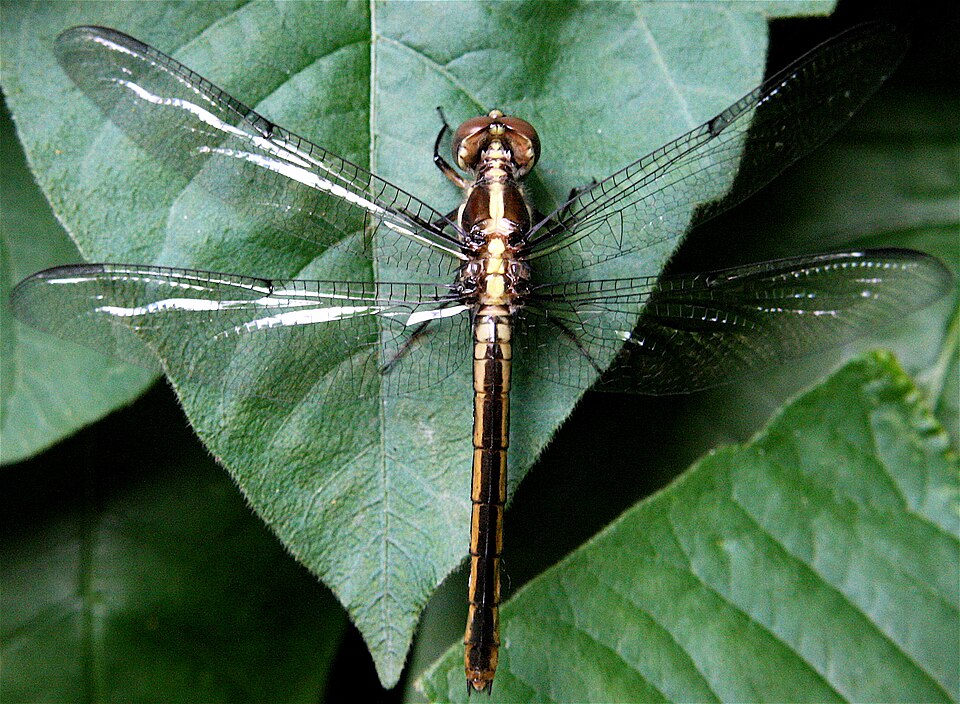 Photo of Yellow-sided skimmer