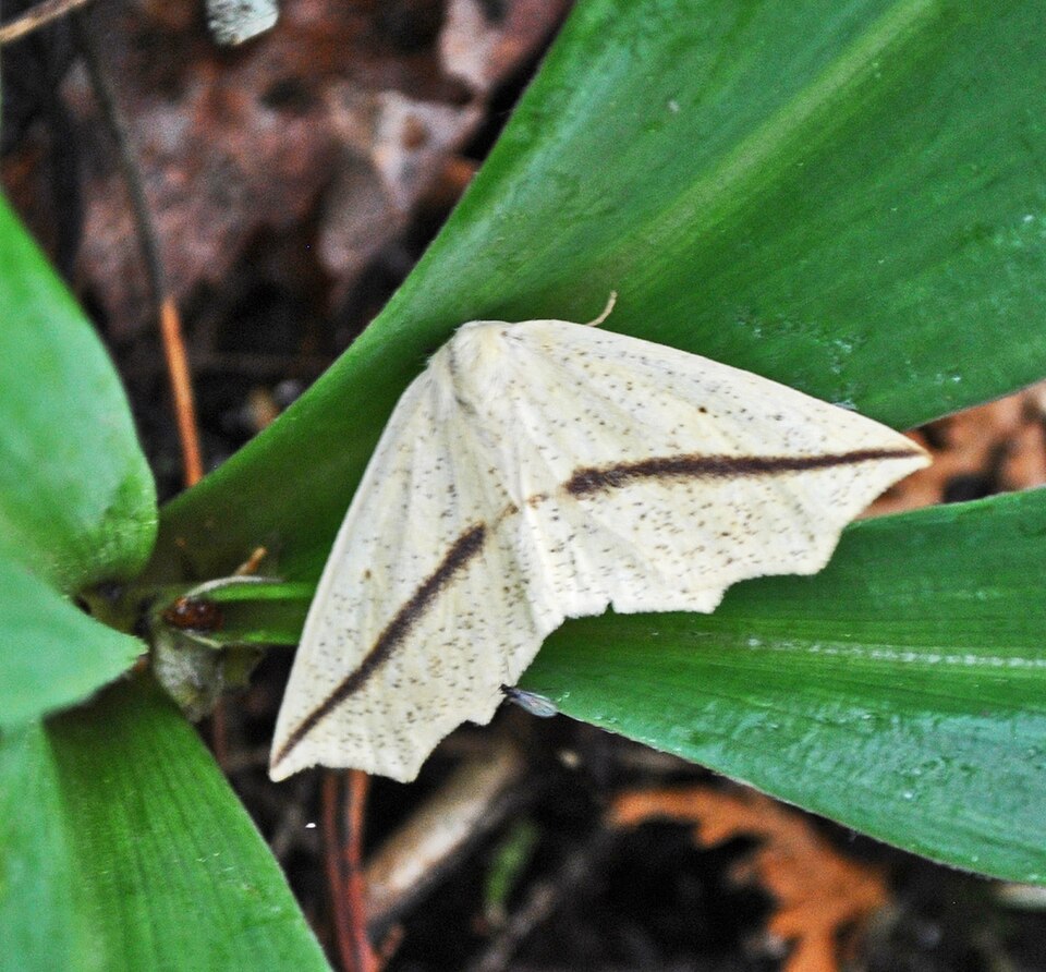 Photo of Yellow slant-line