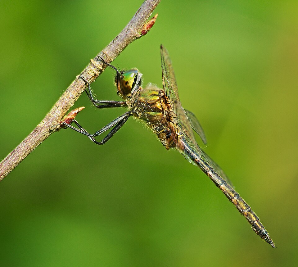Photo of Yellow-spotted emerald