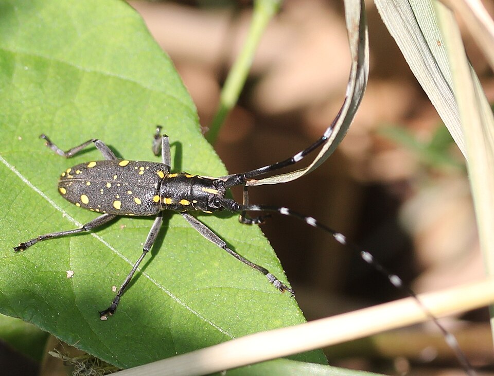 Photo of Yellow-spotted longicorn beetle