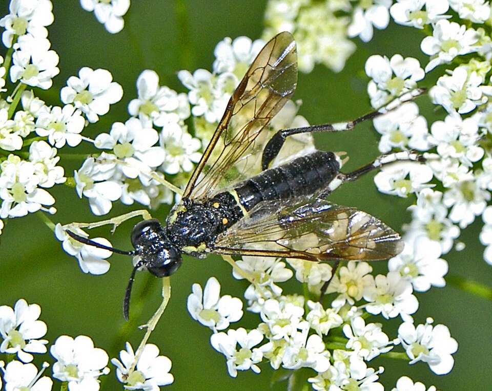 Photo of Yellow-spotted macrophya