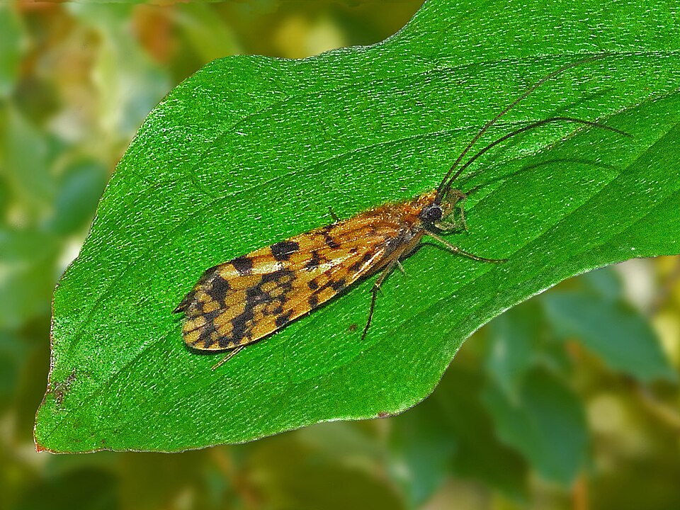 Photo of Yellow spotted sedge