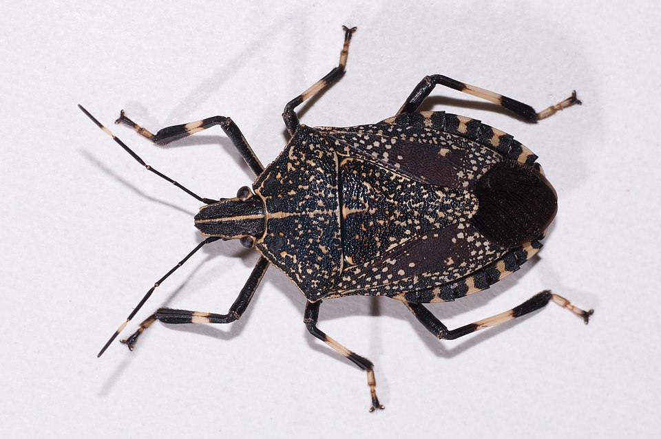 Photo of Yellow-spotted stink bug