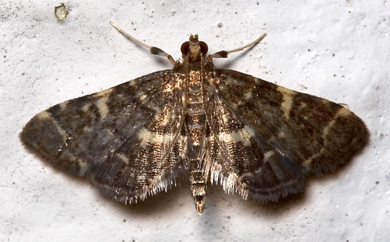 Photo of Yellow-spotted webworm moth