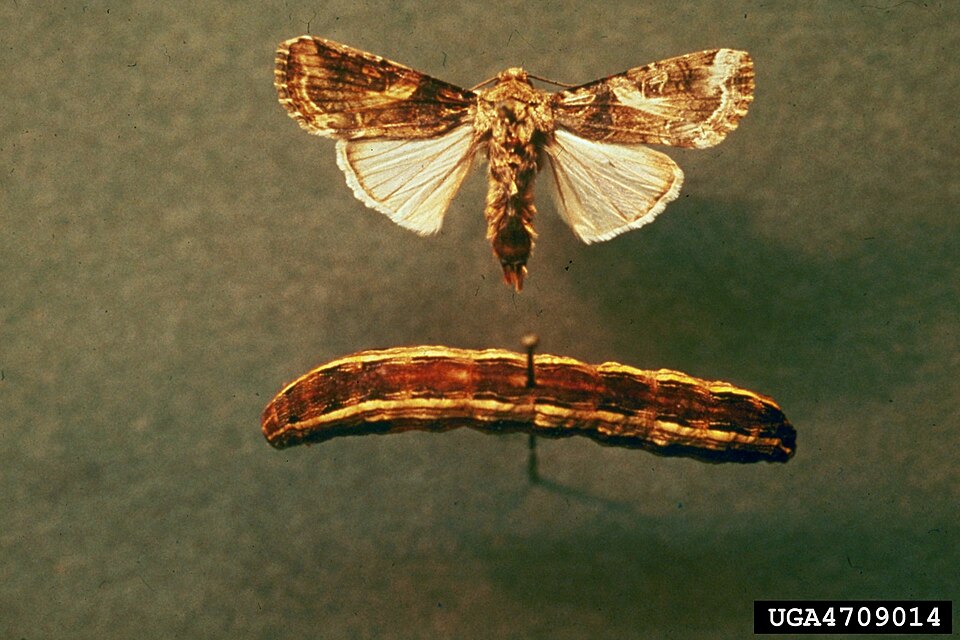 Photo of Yellow-striped armyworm moth
