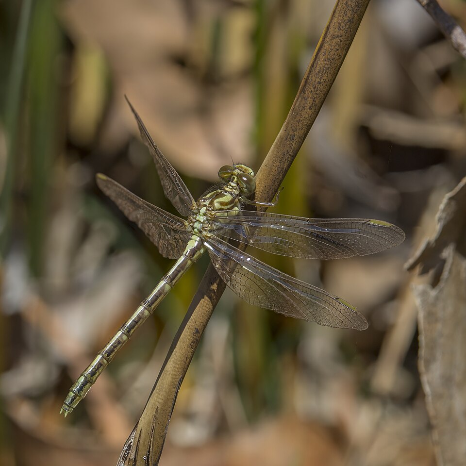 Photo of Yellow-striped hunter