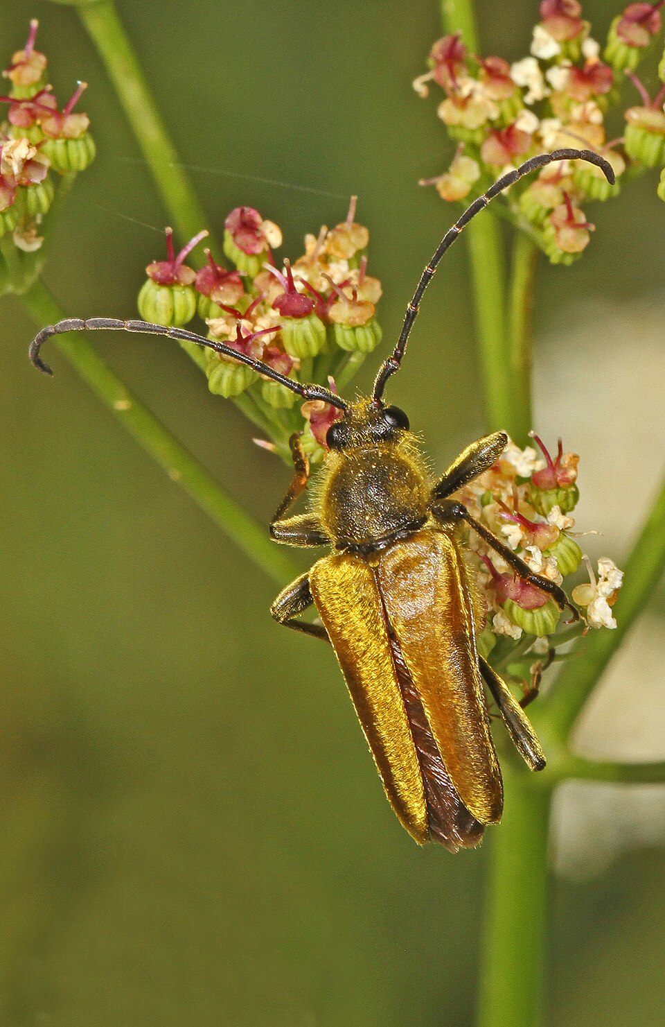 Photo of Yellow velvet beetle