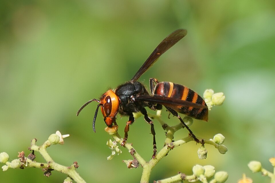 Photo of Yellow-vented hornet