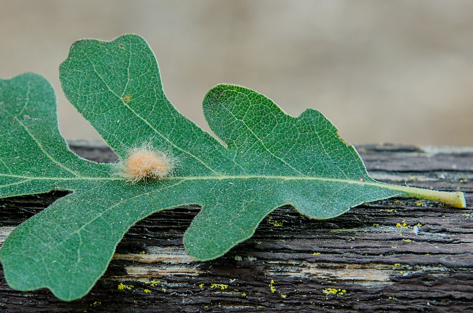 Photo of Yellow wig gall wasp