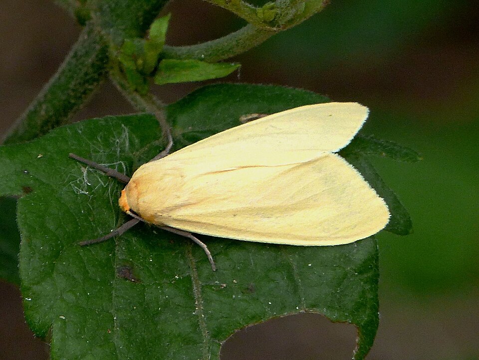 Photo of Yellow-winged pareuchaetes moth