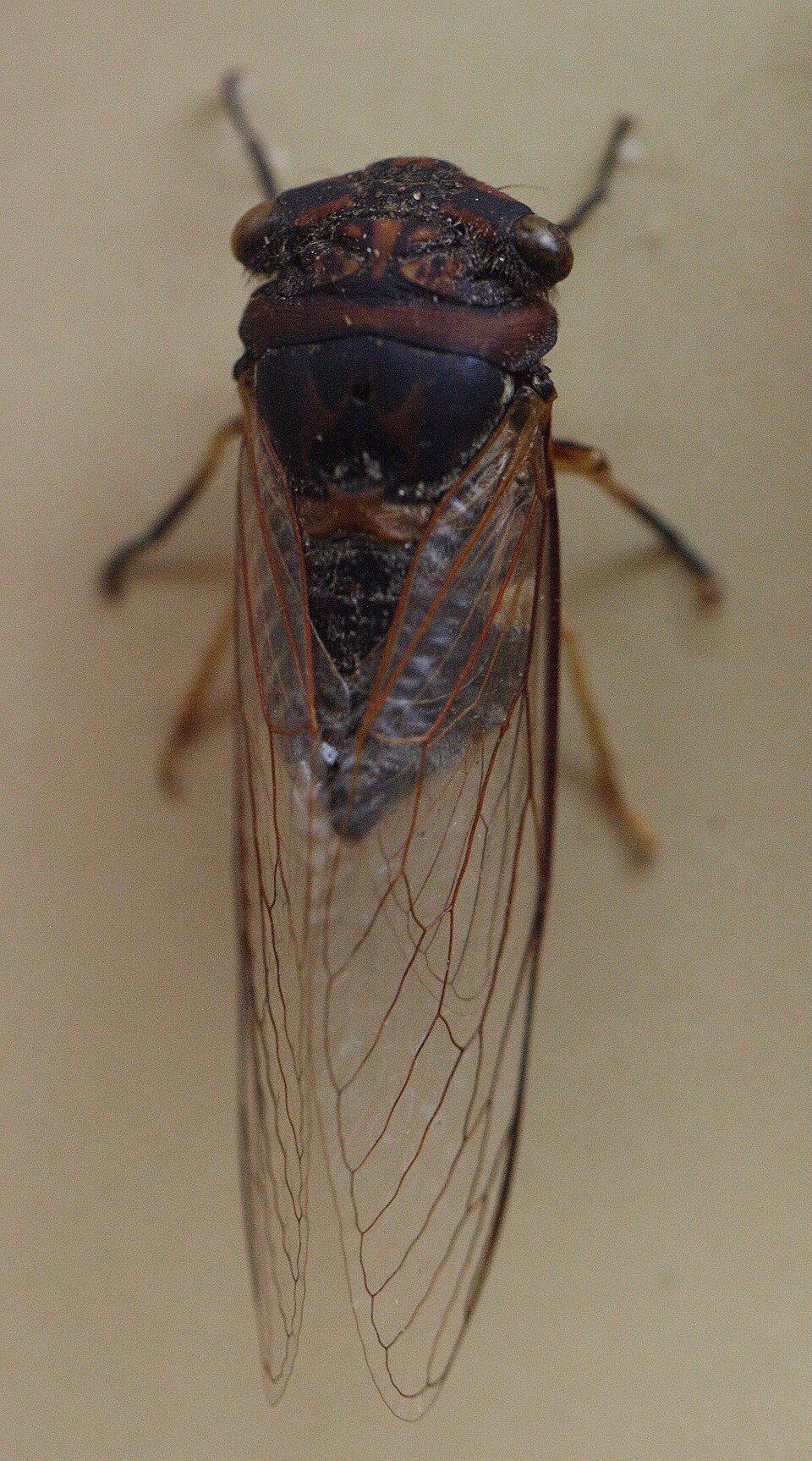 Photo of Yellowbelly