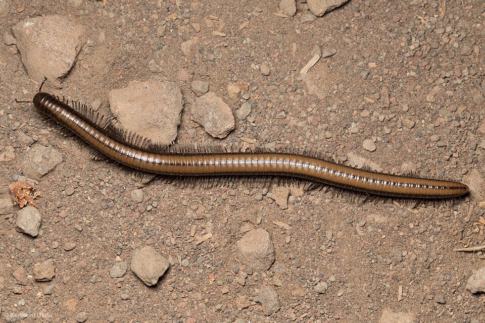 Photo of Yosemite millipede