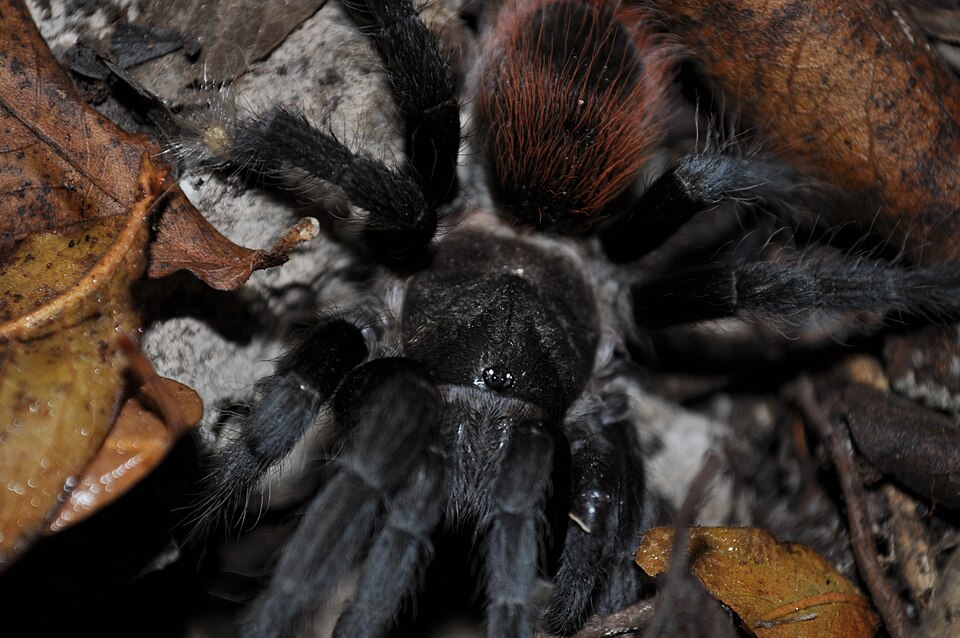 Photo of Yucatán rust-rump tarantula