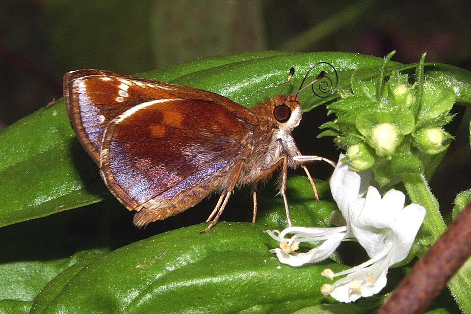 Photo of Zabulon skipper