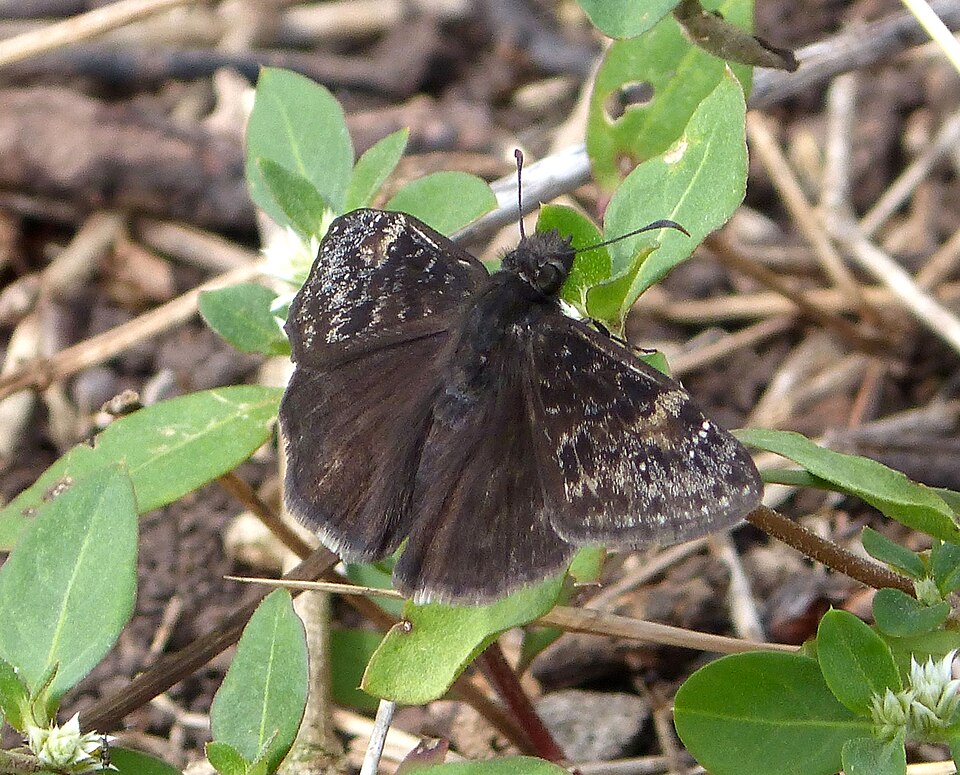 Photo of Zarucco duskywing