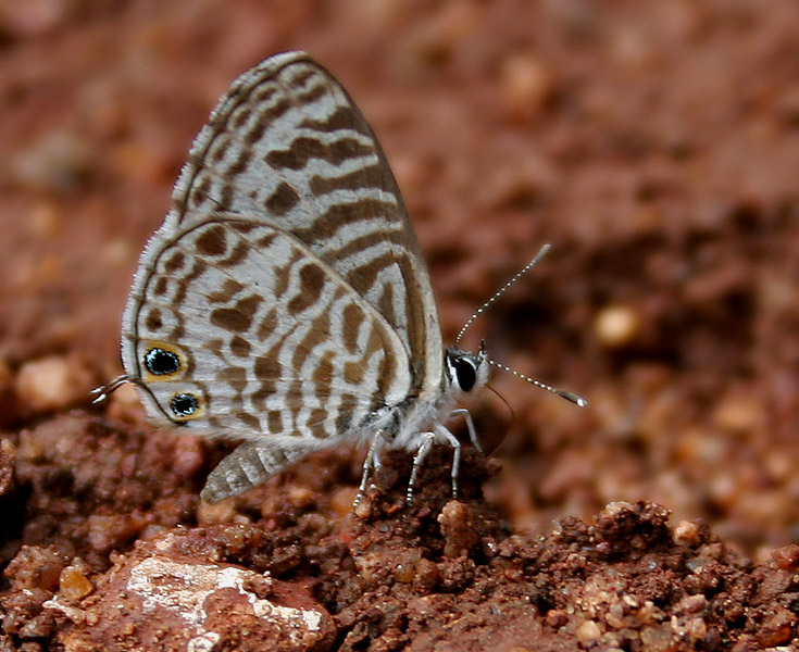 Photo of Zebra blue