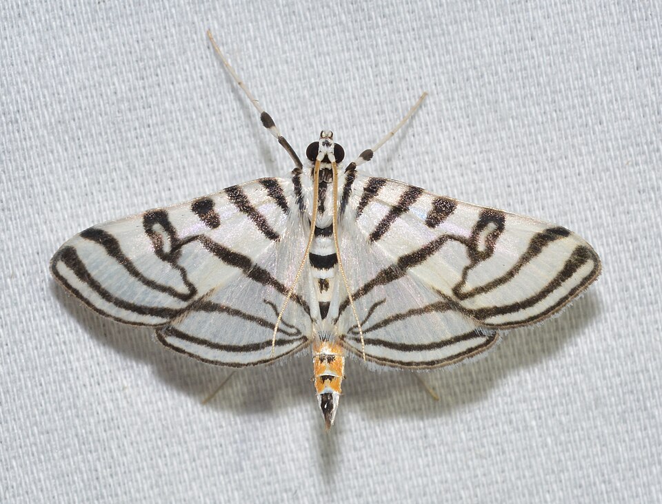 Photo of Zebra conchylodes moth
