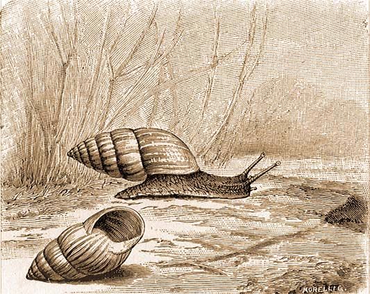 Photo of Zebra snail